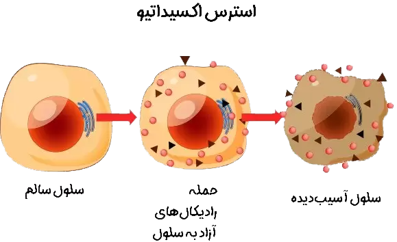 علت سفیدی مو